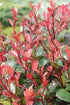 Fotinia Little Red Robin - Photinia fraseri 'Little Red Robin'