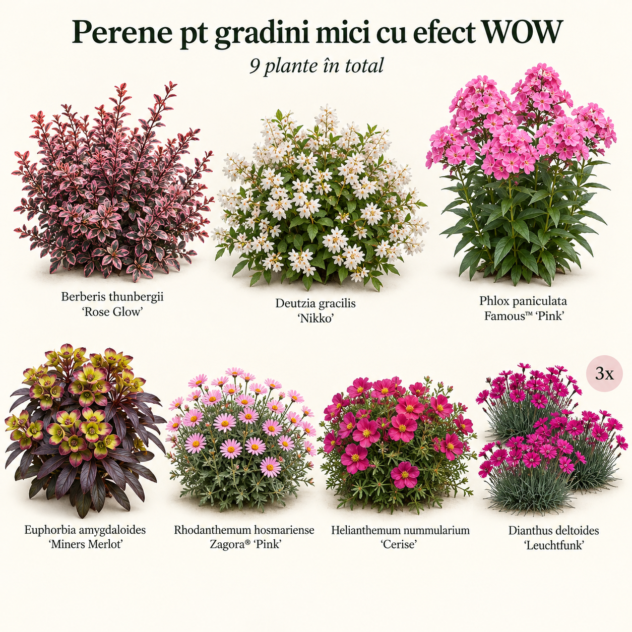 Pachet: Perene pt gradini mici cu efect WOW