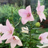 Floarea balon - Platycodon grandiflorus Fuji Pink