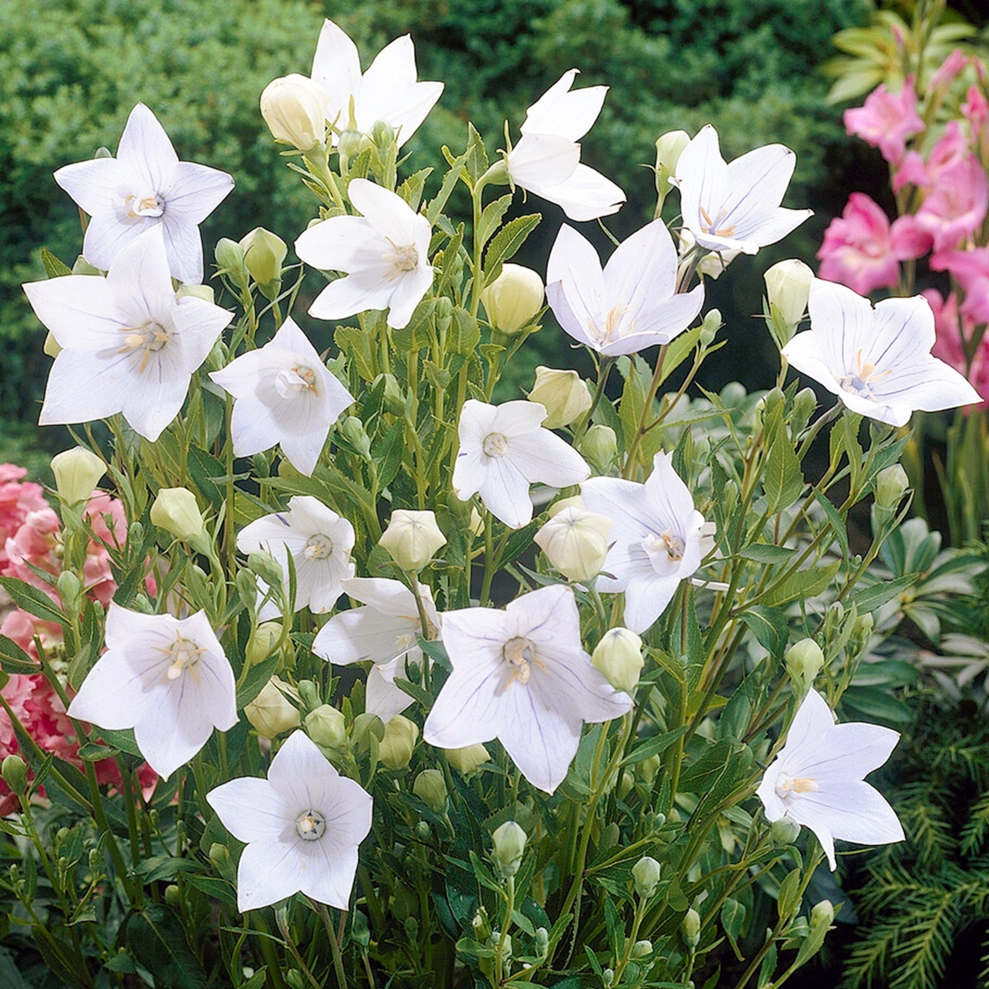 Floarea balon - Platycodon grandiflorus Fuji White