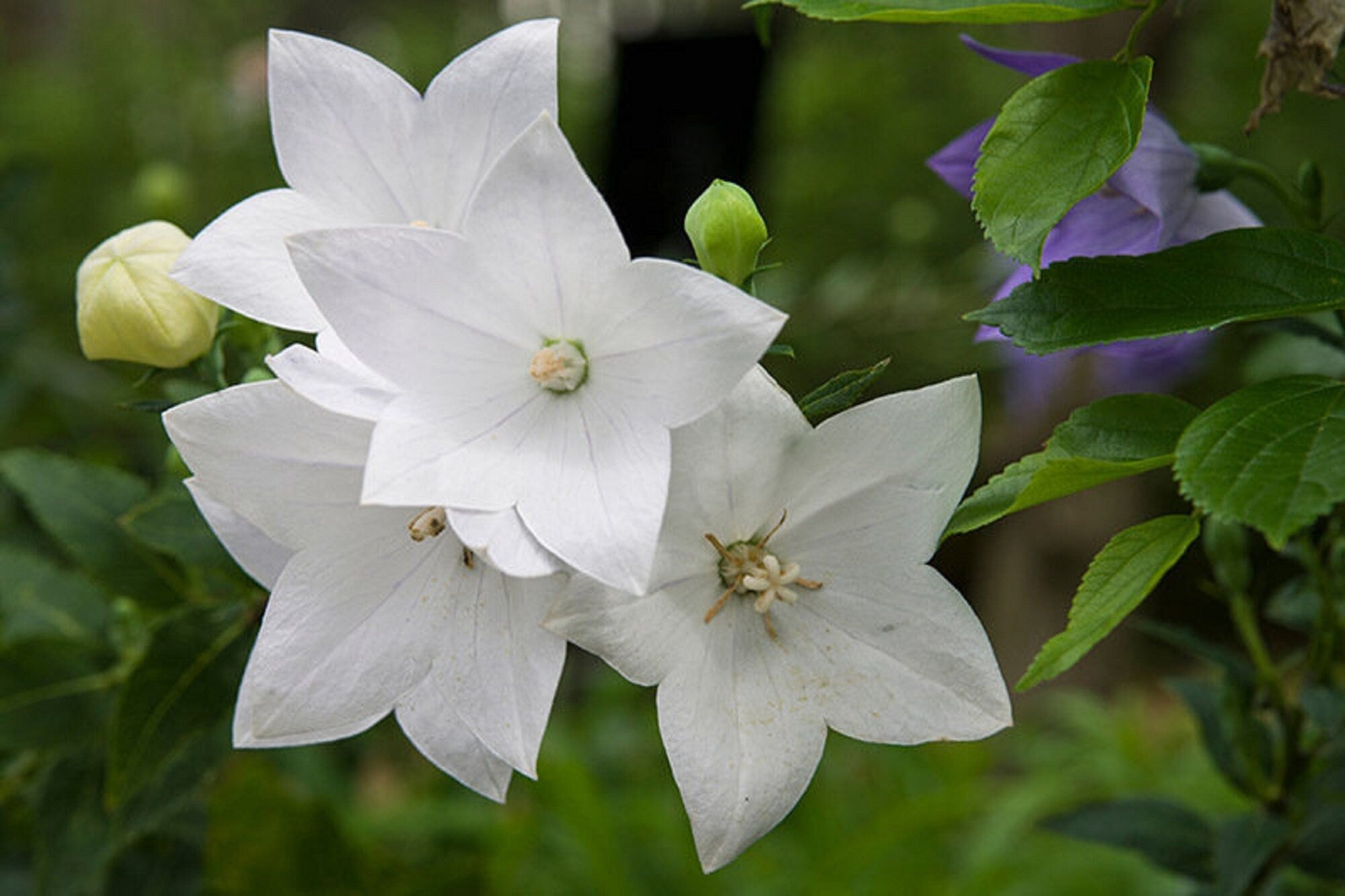 Floarea balon - Platycodon grandiflorus Fuji White