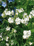 Scara lui Iacob - Polemonium caeruleum ‘Alba’