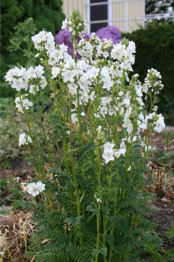 Scara lui Iacob - Polemonium caeruleum ‘Alba’