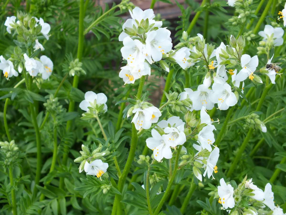 Scara lui Iacob - Polemonium caeruleum ‘Alba’