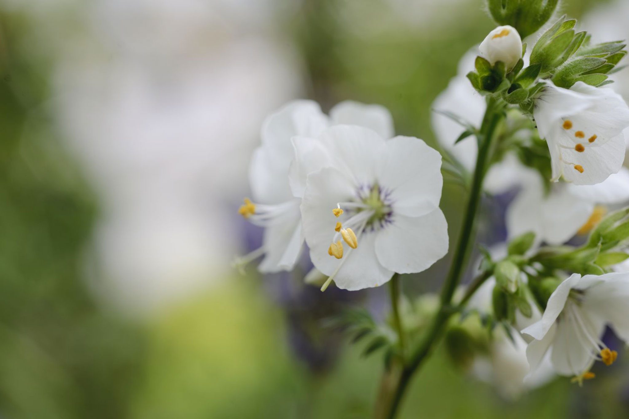 Scara lui Iacob - Polemonium caeruleum ‘Alba’