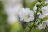 Scara lui Iacob - Polemonium caeruleum ‘Alba’