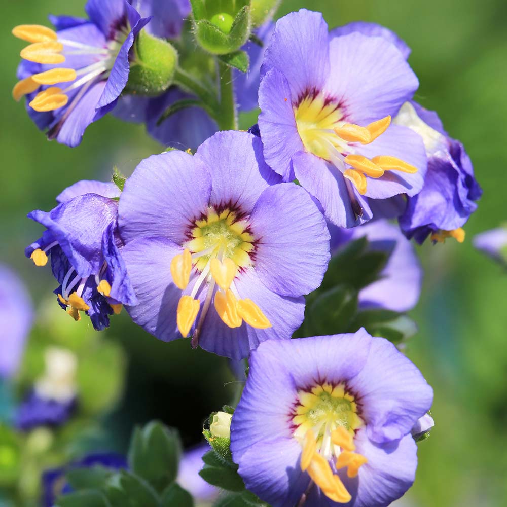 Scara lui Iacob - Polemonium caeruleum ‘Bambino Blue’