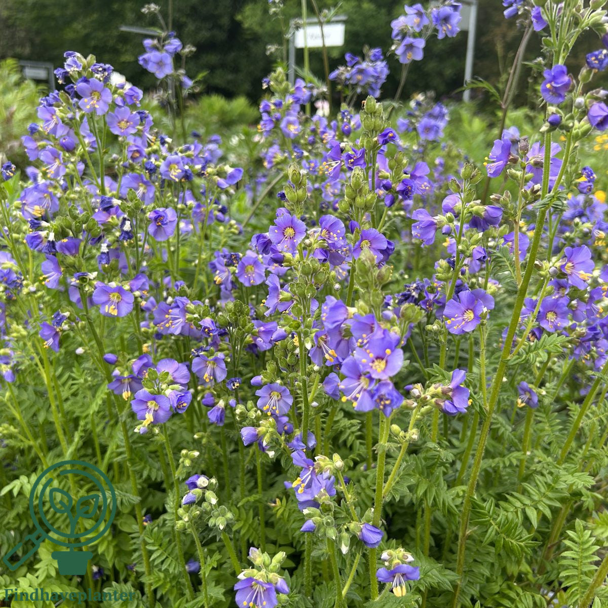 Scara lui Iacob - Polemonium caeruleum ‘Bambino Blue’