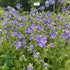Scara lui Iacob - Polemonium caeruleum ‘Bambino Blue’