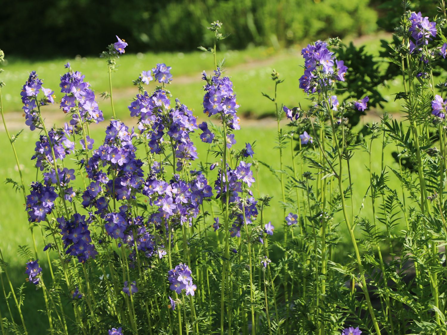 Scara lui Iacob - Polemonium caeruleum ‘Bambino Blue’