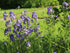 Scara lui Iacob - Polemonium caeruleum ‘Bambino Blue’
