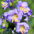 Scara lui Iacob - Polemonium caeruleum ‘Bambino Blue’
