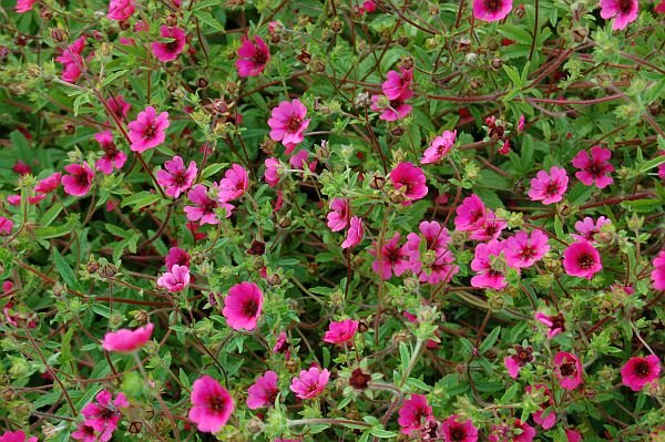 Coada racului târâtor - Potentilla nepalensis