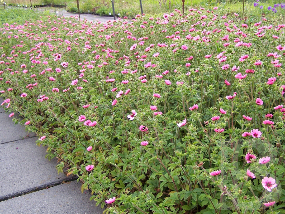 Coada racului târâtor - Potentilla nepalensis