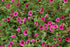 Coada Racului Târâtor - Potentilla Nepalensis
