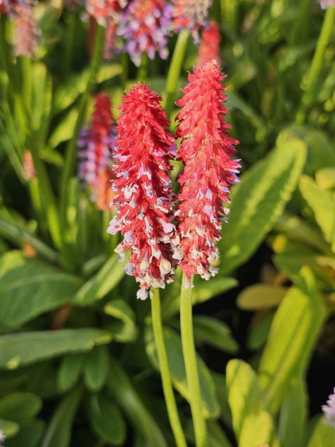 Primula orhidee - Primula vialii