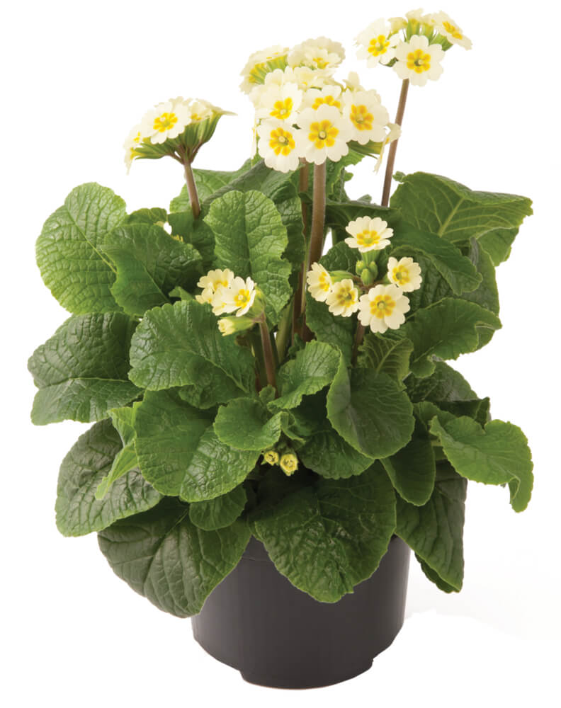 Primule - Primula veris 'Little Queen Lime'