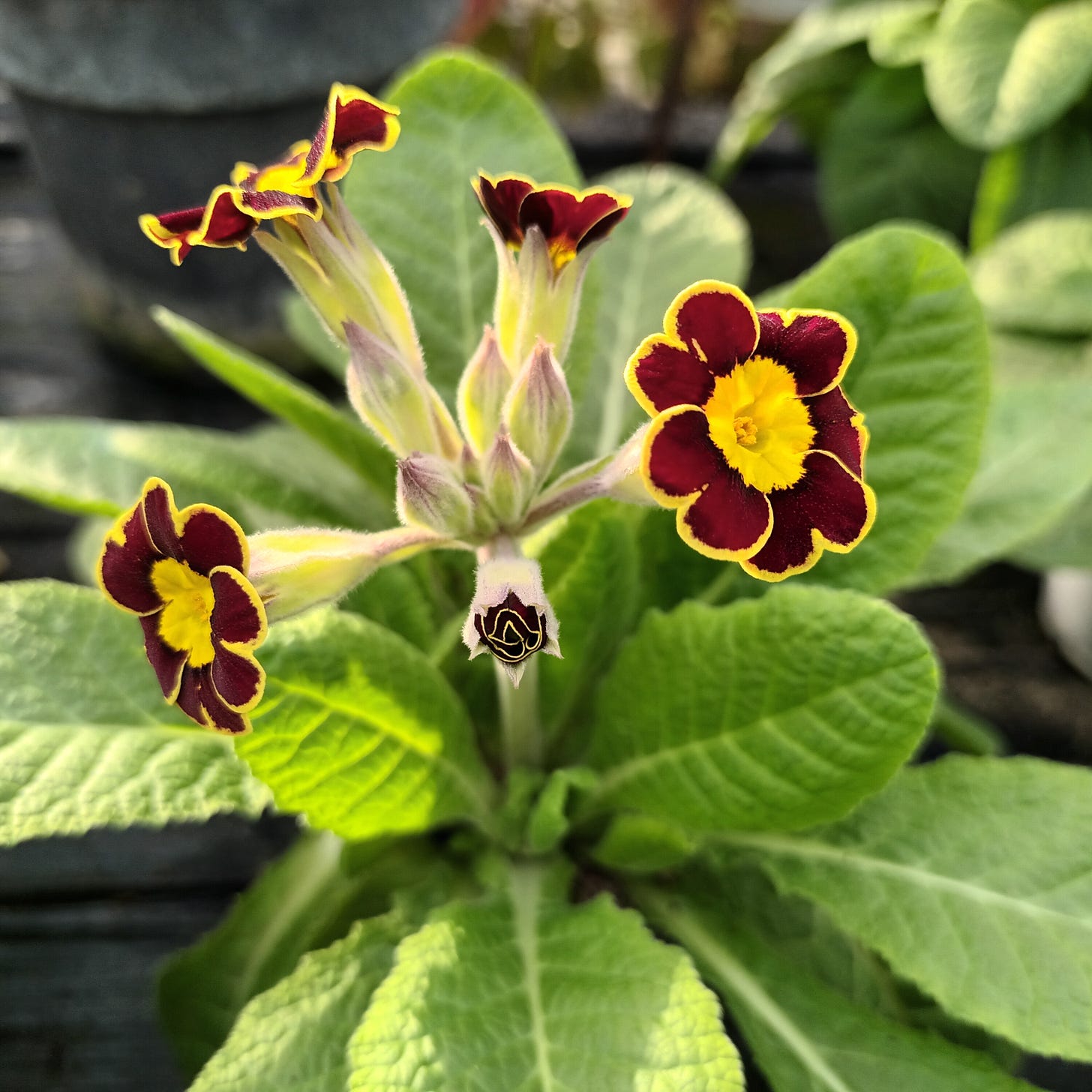 Primula Ruby Queen Primule - Primula veris 'Little Queen Red' – DocaPerene