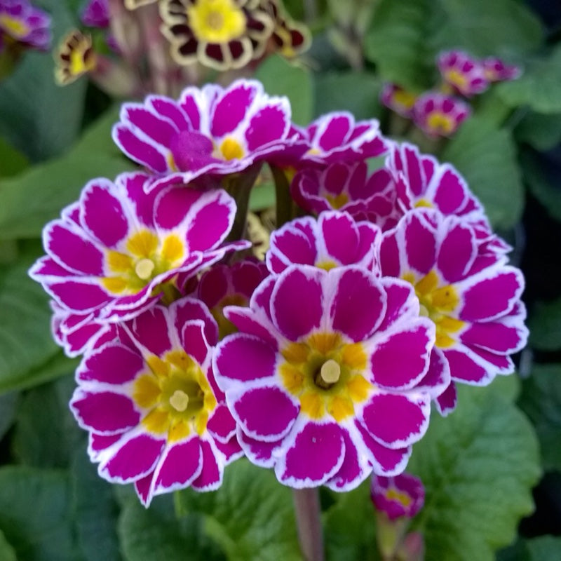 Primula Ruby Queen Primule - Primula veris Little Queen Violet – DocaPerene