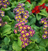 Primule - Primula veris Little Queen Violet