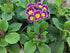 Primule - Primula veris Little Queen Violet