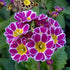 Primule - Primula veris Little Queen Violet