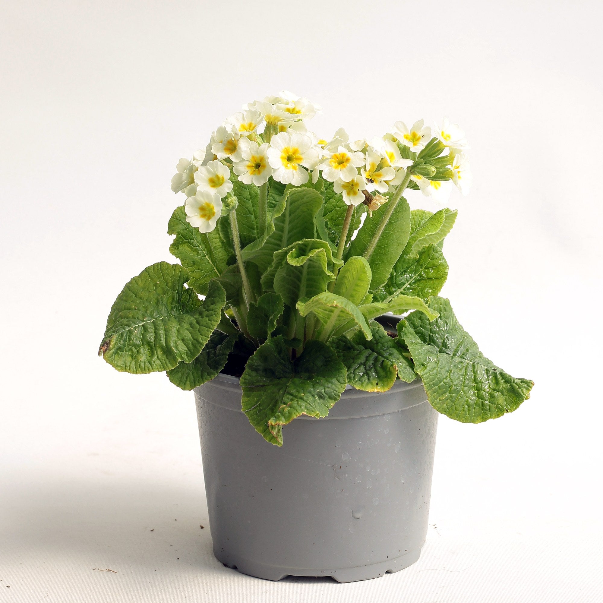 Primule - Primula veris 'Little Queen White'