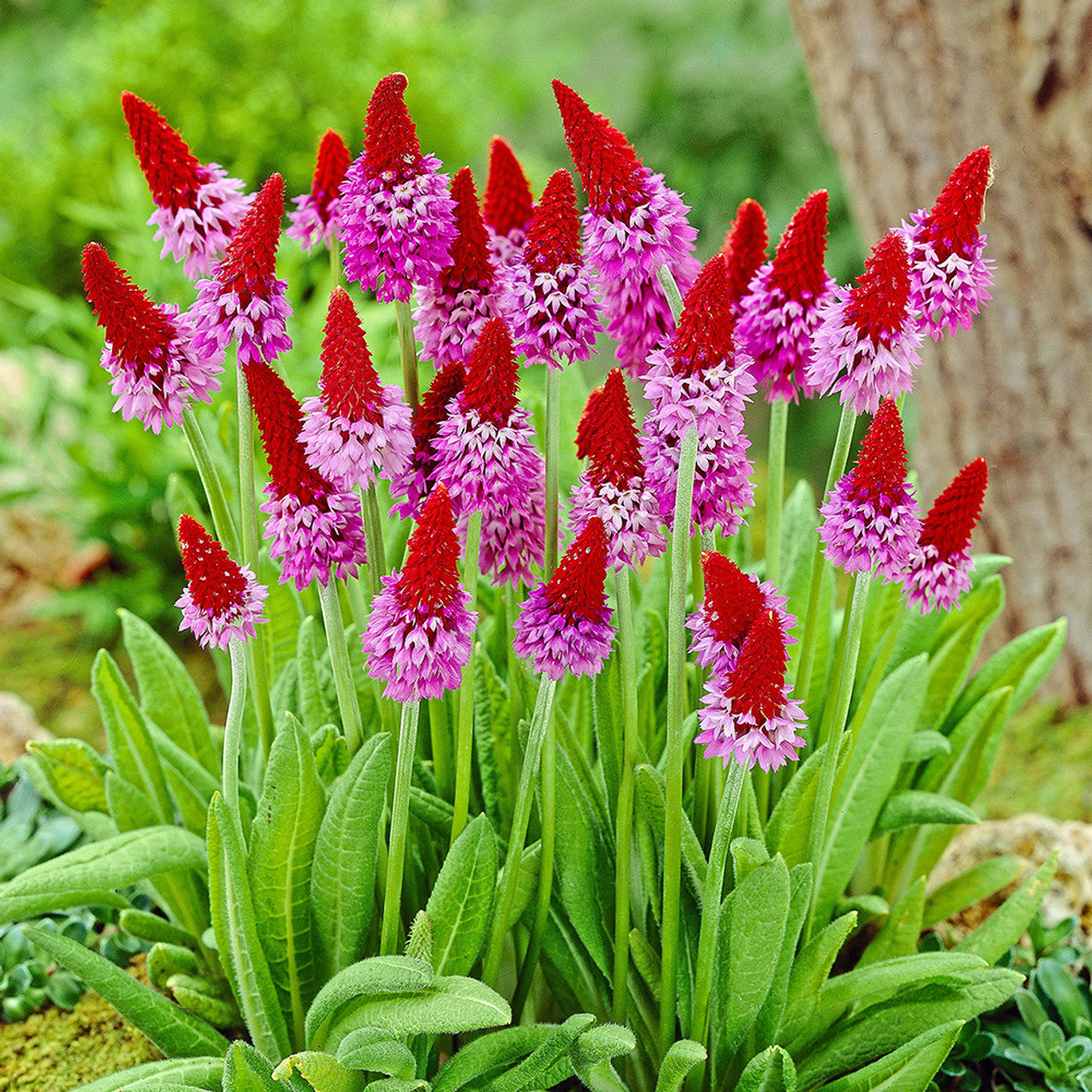Primula orhidee - Primula vialii