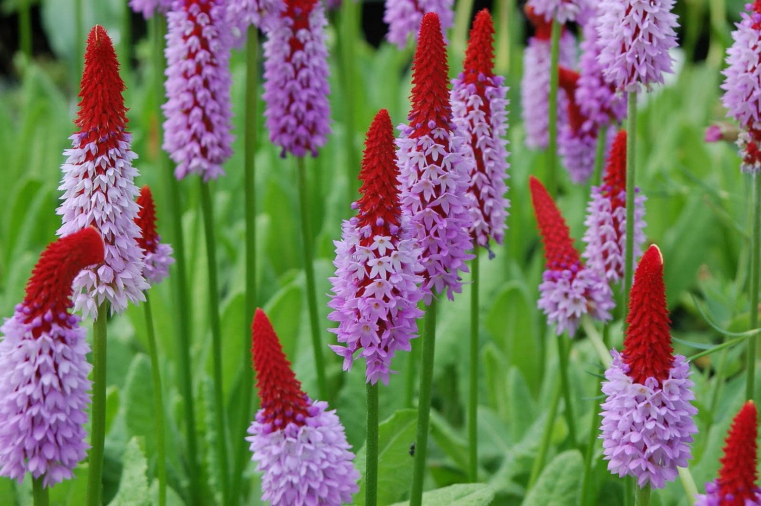 Primula orhidee - Primula vialii