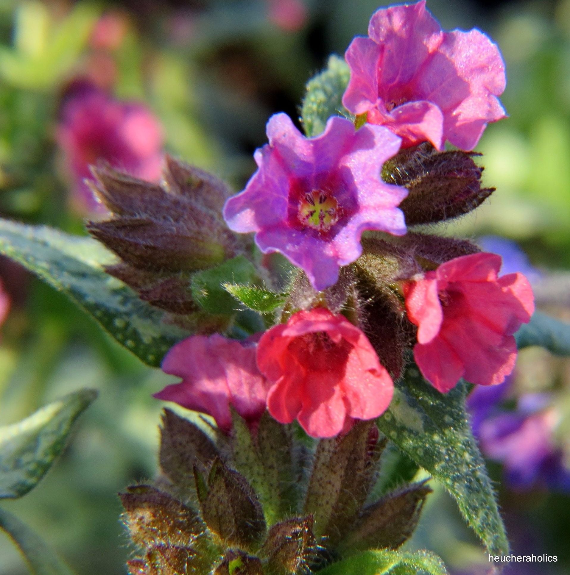 Plămânărică - Pulmonaria hybrida 'Silver Bouquet'