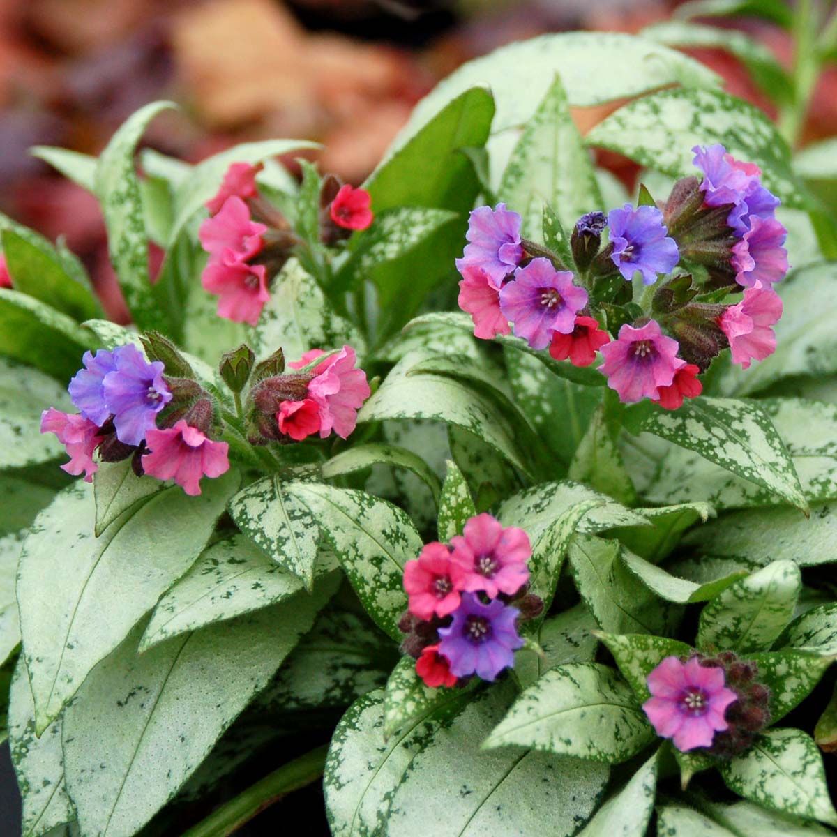 Plămânărică - Pulmonaria hybrida 'Silver Bouquet'