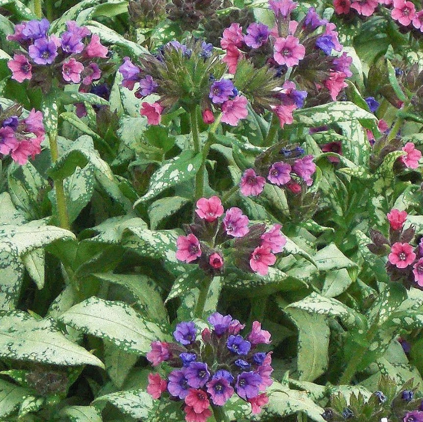 Plămânărică - Pulmonaria hybrida 'Silver Bouquet'