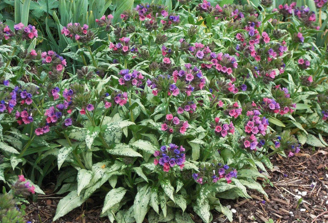 Plămânărică - Pulmonaria hybrida 'Silver Bouquet'