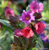 Plămânărică - Pulmonaria hybrida 'Silver Bouquet'