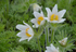 Floarea Paștelui Pulsar White - Pulsatilla Vulgaris Pulsar White