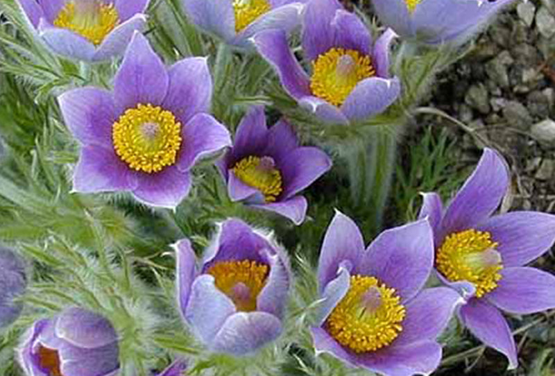 Floarea Paștelui  - Pulsatilla Pulsar Violet Shades