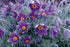 Floarea Paștelui  - Pulsatilla Pulsar Violet Shades