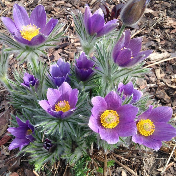 Floarea Paștelui  - Pulsatilla Pulsar Violet Shades