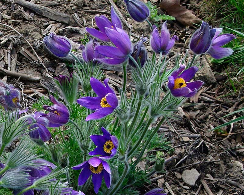 Floarea Paștelui  - Pulsatilla Pulsar Violet Shades