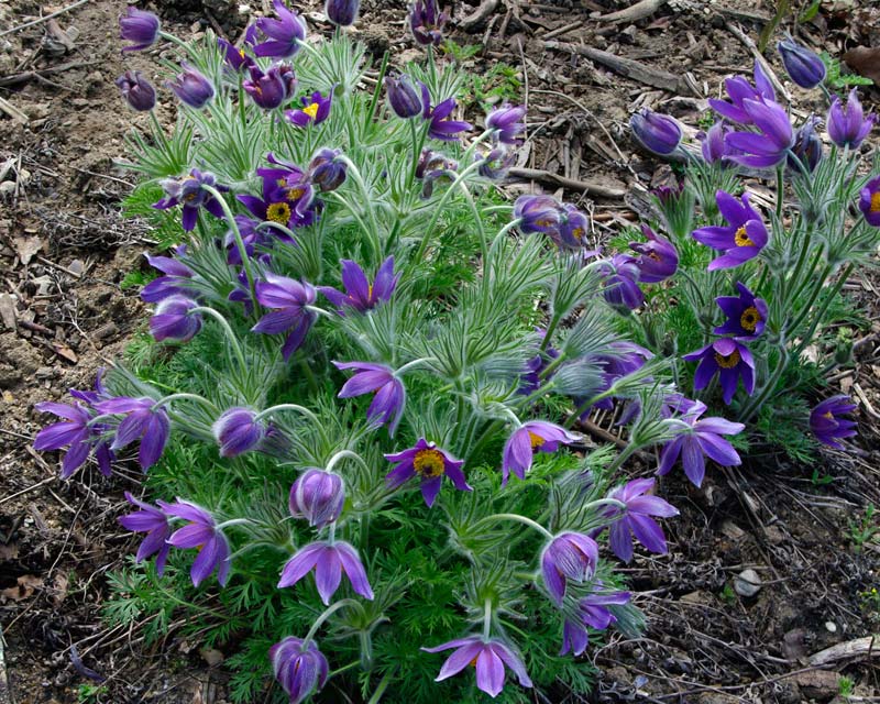 Floarea Paștelui  - Pulsatilla Pulsar Violet Shades