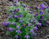 Floarea Paștelui  - Pulsatilla Pulsar Violet Shades