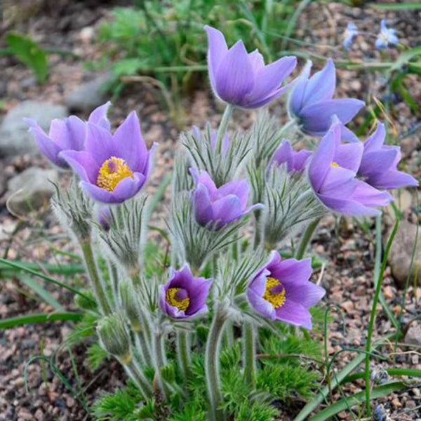 Floarea Paștelui  - Pulsatilla Pulsar Violet Shades