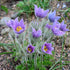 Floarea Paștelui  - Pulsatilla Pulsar Violet Shades