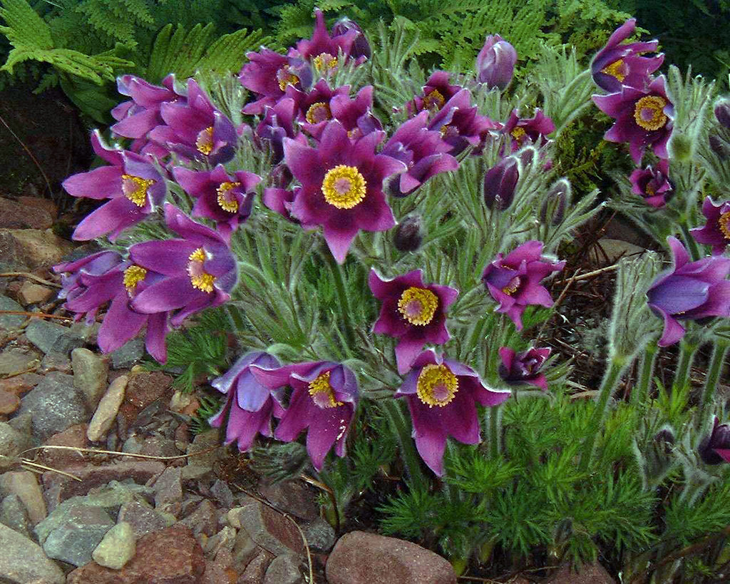 Floarea paștelui mix - Pulsatilla vulgaris