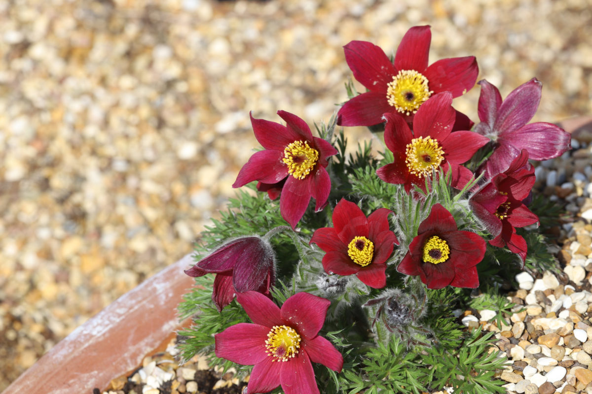 Floarea paștelui mix - Pulsatilla vulgaris