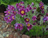 Floarea Paștelui Mix - Pulsatilla Vulgaris