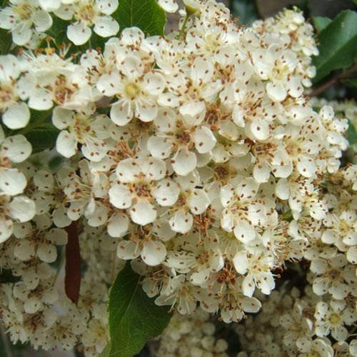 Cătină ornamentală cu bobițe galbene - Pyracantha 'Soleil d'Or'