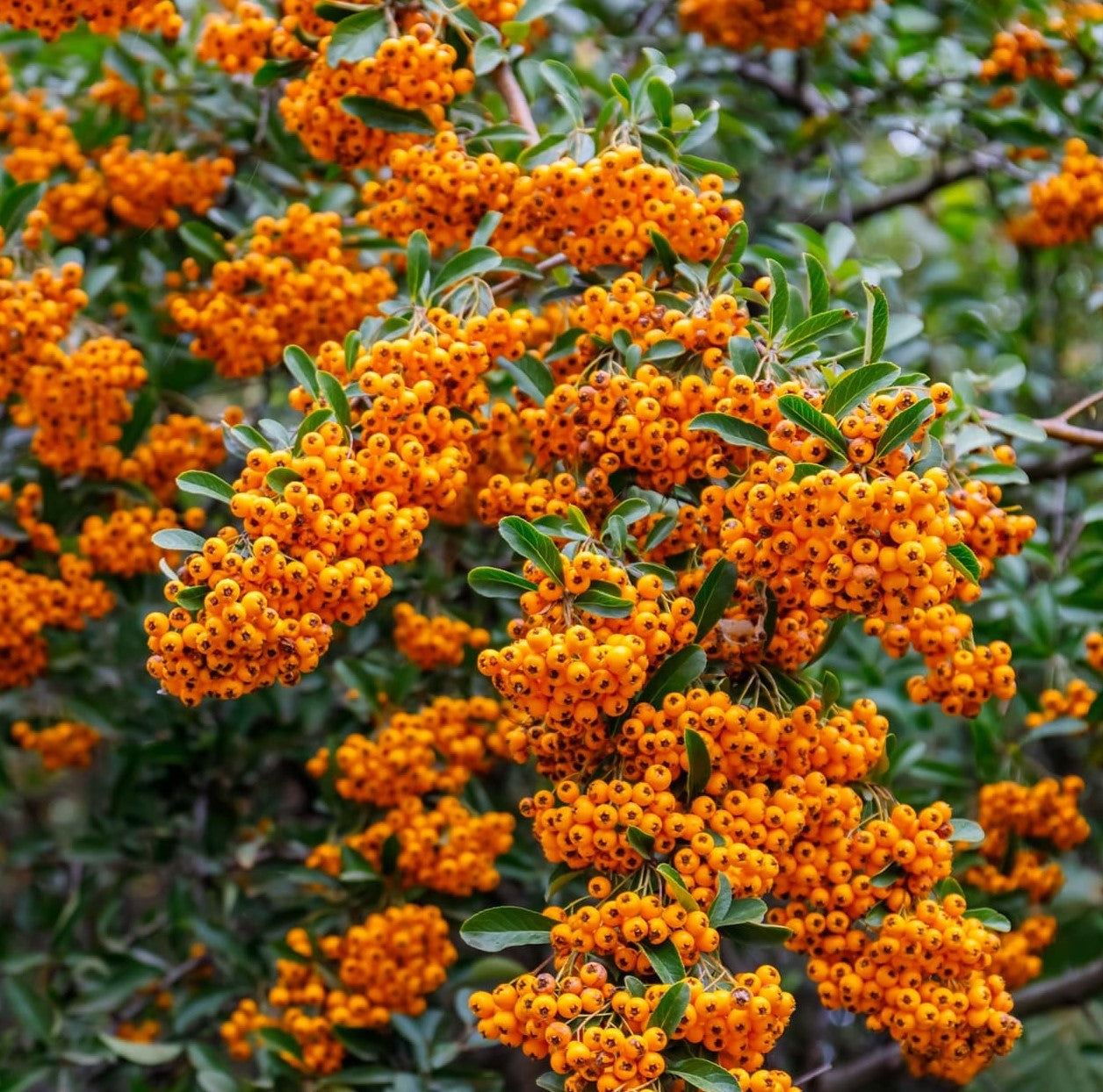 Scoruș de foc cu Bobițe Galbene - Pyracantha Coccinea 'Golden Charmer'