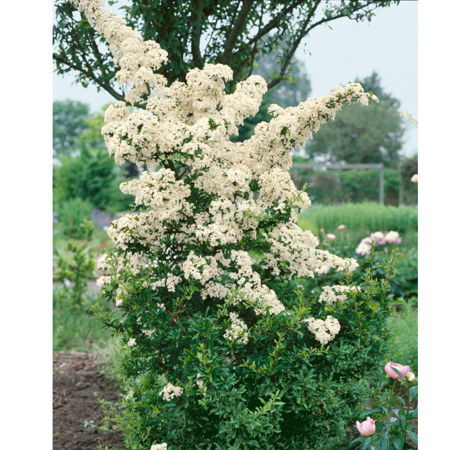 Scoruș de foc cu Bobițe Galbene - Pyracantha Coccinea 'Golden Charmer'