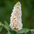 Liliac de vară Nanho White - Buddleja davidii 'Nanho White'